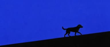Immortality: Starting with Dogs