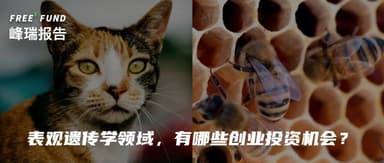Calico Cats, Bees, and the Dutch Hunger Winter — Unpacking the "Card-Playing Tricks" of Gene Expression | FreeS Fund Report 32