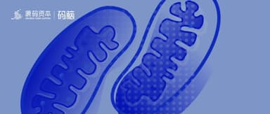 Code Brain | The "Mitochondria" Employees in Startups