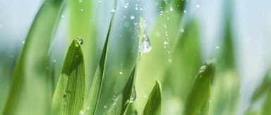 Into the Dalton Family | Biolid: Where Seeds Can Be "Tailor-Made"